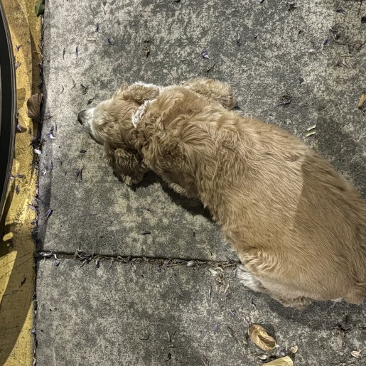 resguardo Macho cocker spaniel cafe