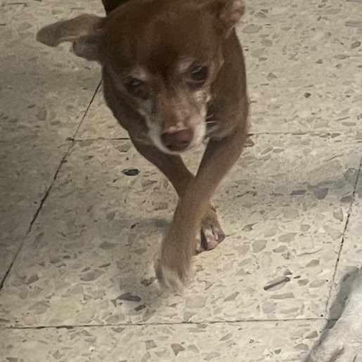 perdido Macho chihuahua cafe