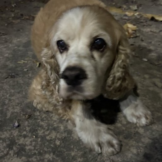 resguardo Macho cocker spaniel cafe