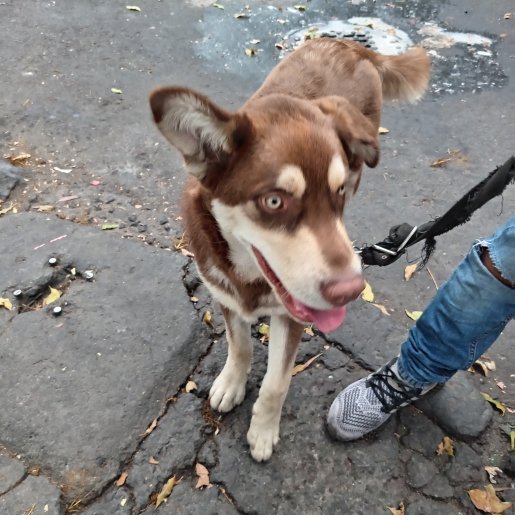 visto Macho pitsky cafe