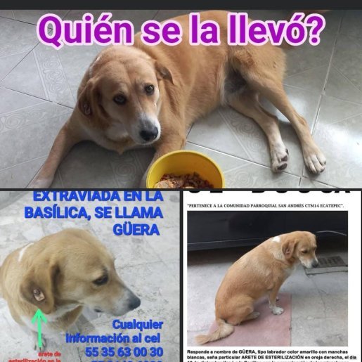 perdido Hembra boxer beagle mix cafe