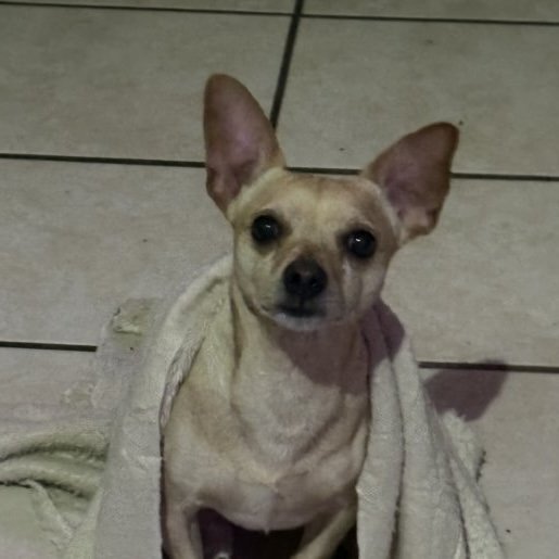 perdido Macho chihuahua cafe