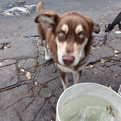 visto Macho pitsky cafe