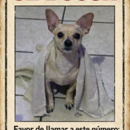 perdido Macho chihuahua cafe