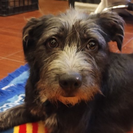 resguardo Desconocido affenpinscher gris