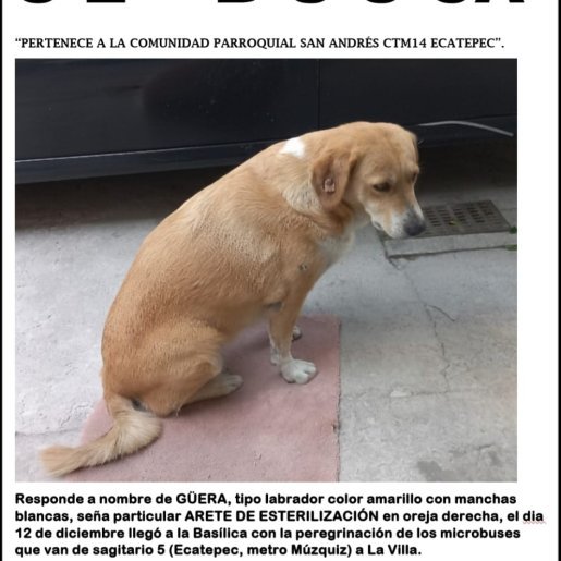 perdido Hembra boxer beagle mix cafe