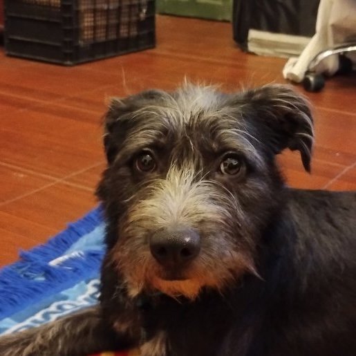 resguardo Desconocido affenpinscher gris