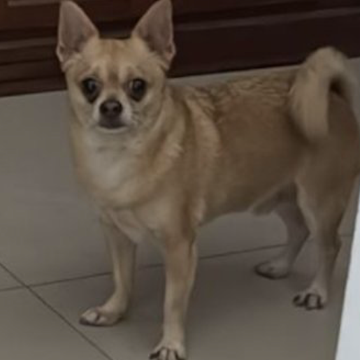 perdido Macho chihuahua cafe