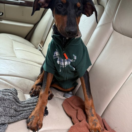 perdido Hembra doberman negro