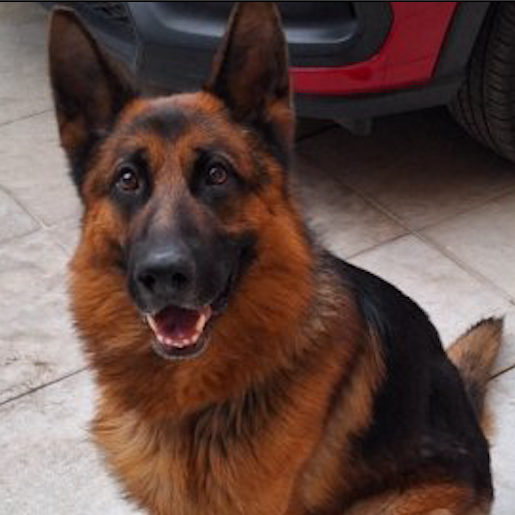 perdido Macho german shepherd cafe