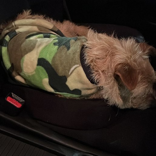 resguardo Hembra Border Terrier cafe