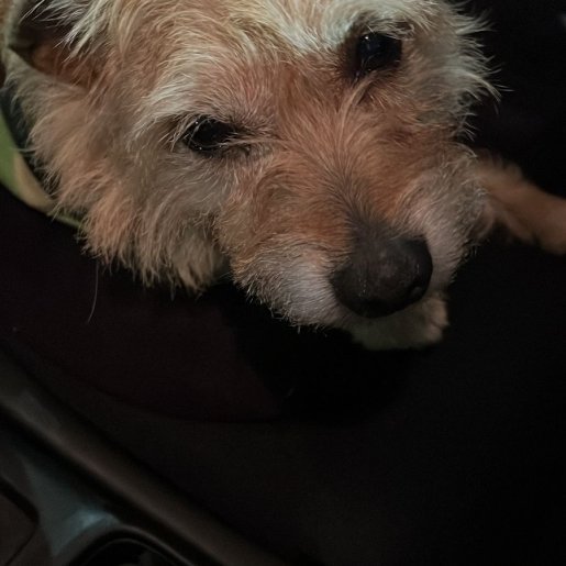 resguardo Hembra Border Terrier cafe