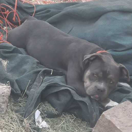 perdido Hembra american pit bull negro