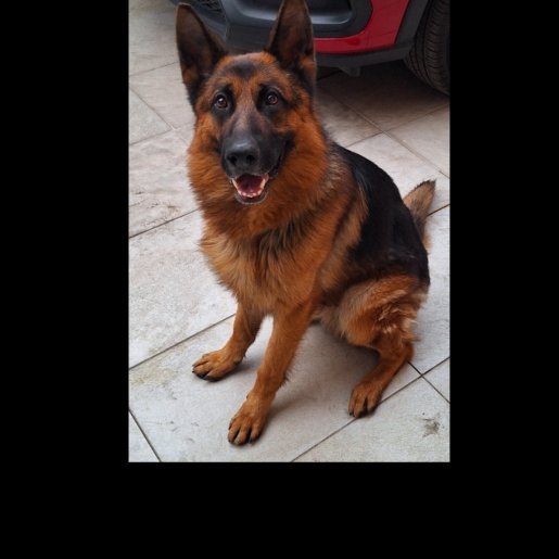 perdido Macho german shepherd cafe