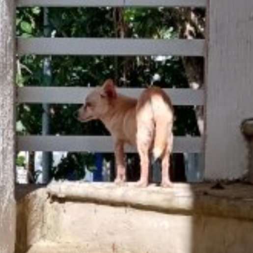 visto Hembra chihuahua cafe