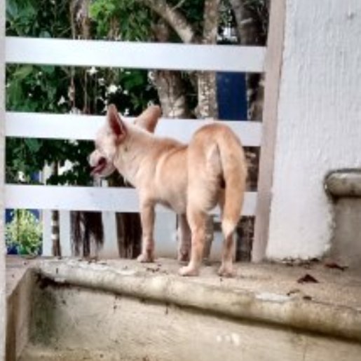 visto Hembra chihuahua cafe