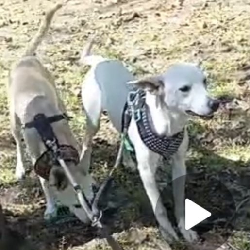 perdido Hembra whippet blanco