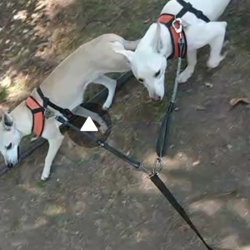 perdido Hembra whippet blanco