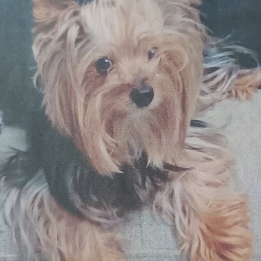 perdido Hembra yorkshire terrier cafe