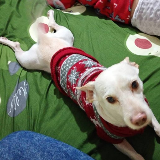perdido Macho whippet blanco