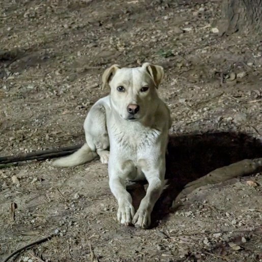 visto Desconocido dingo blanco