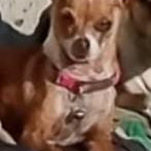 perdido Hembra chihuahua cafe