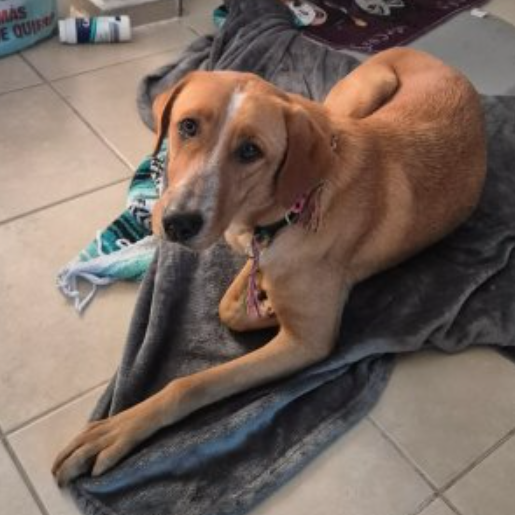 resguardo Hembra labmix cafe