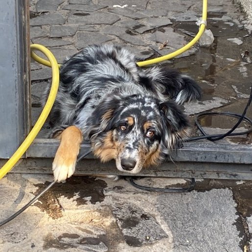 perdido Hembra australian shepherd gris