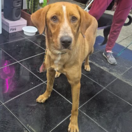 resguardo Hembra labmix cafe