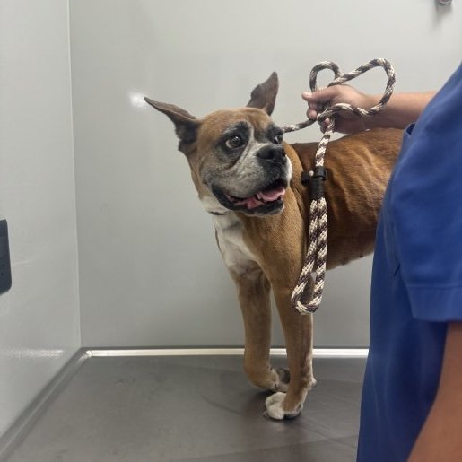 resguardo Hembra french bulldog cafe