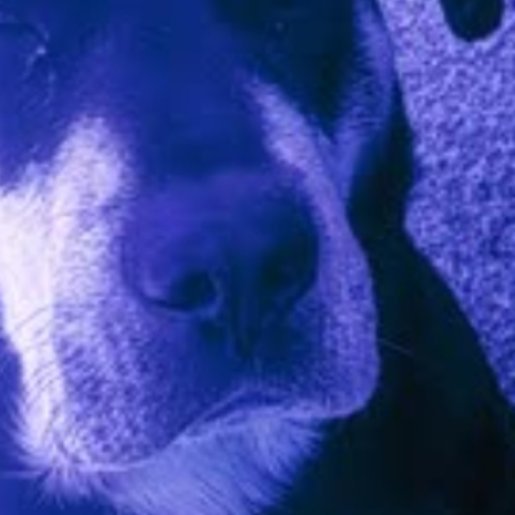 perdido Macho Rottweiler Shepherd Mix negro