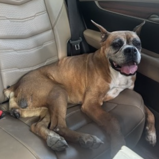 resguardo Hembra french bulldog cafe