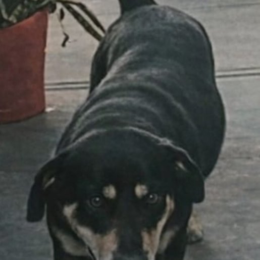 perdido Macho Rottweiler Shepherd Mix negro