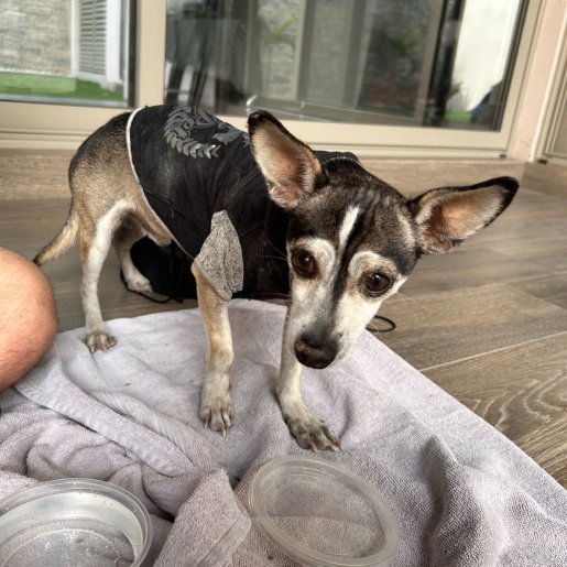 resguardo Macho chihuahua gris