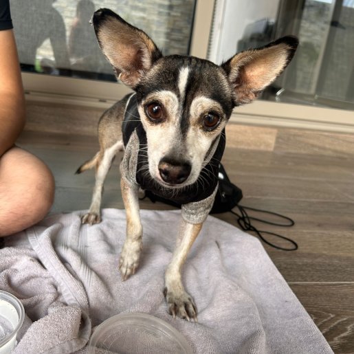 resguardo Macho chihuahua gris