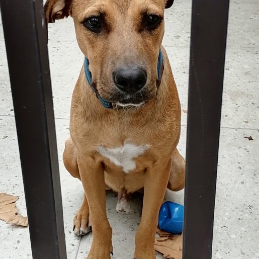 perdido Macho boxer beagle mix cafe