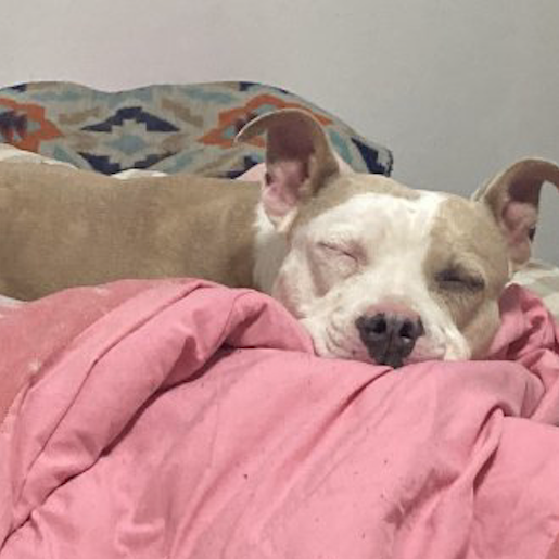 perdido Hembra american pit bull cafe