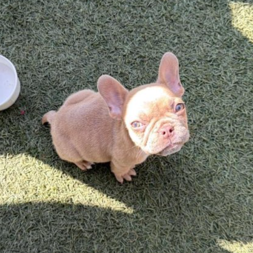 perdido Macho french bulldog cafe