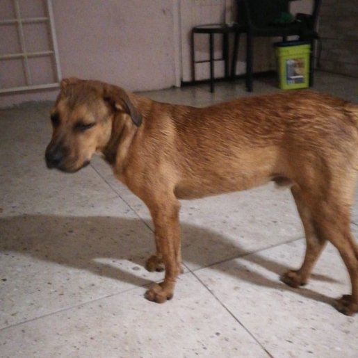 perdido Macho boxer beagle mix cafe