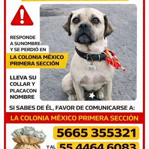 perdido Macho staffordshire bull terrier cafe