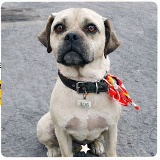 perdido Macho staffordshire bull terrier cafe