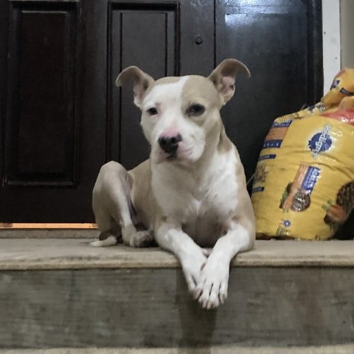 perdido Hembra american pit bull cafe