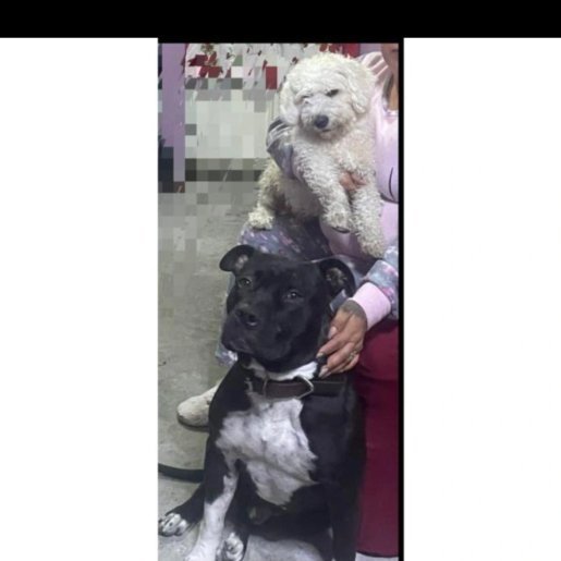 perdido Macho staffordshire bull terrier negro