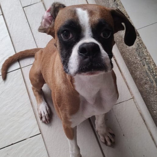 perdido Hembra boxer cafe