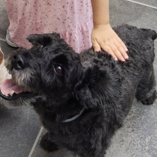 perdido Hembra cockapoo negro