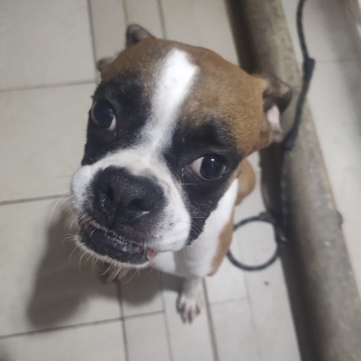 perdido Hembra boxer cafe