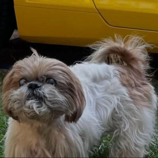 perdido Macho shih tzu cafe