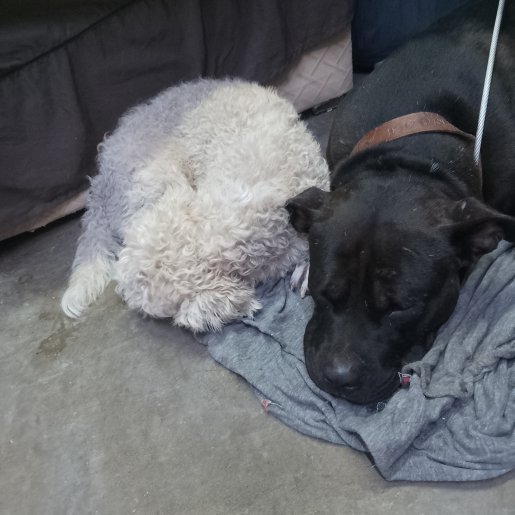 perdido Macho staffordshire bull terrier negro