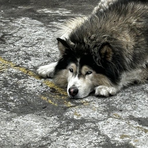 visto Desconocido malamute gris