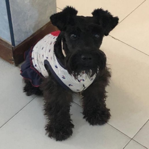 perdido Hembra cockapoo negro